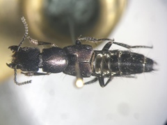 Platydracus violaceus