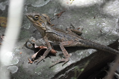 Lophosaurus spinipes