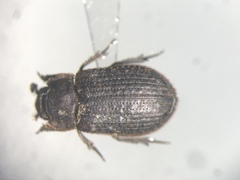Trox aequalis