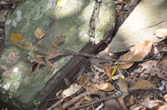 Lophosaurus spinipes