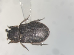 Trox aequalis