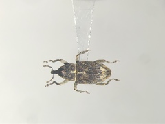Acoptus suturalis