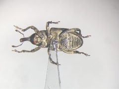 Acoptus suturalis