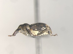 Acoptus suturalis