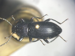 Centronopus calcaratus