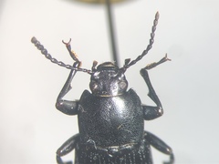 Centronopus calcaratus