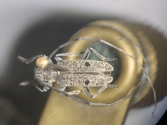 Microgoes oculatus
