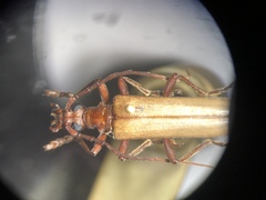 Centrodera decolorata