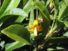Scaevola glabra