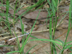 Agriocnemis argentea