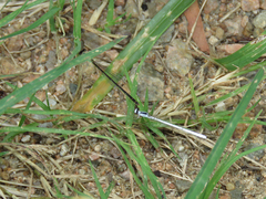 Agriocnemis argentea