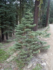 Abies magnifica shastensis