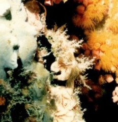 Amphelikturus dendriticus