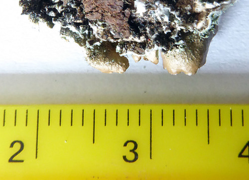 Canomaculina subtinctoria image
