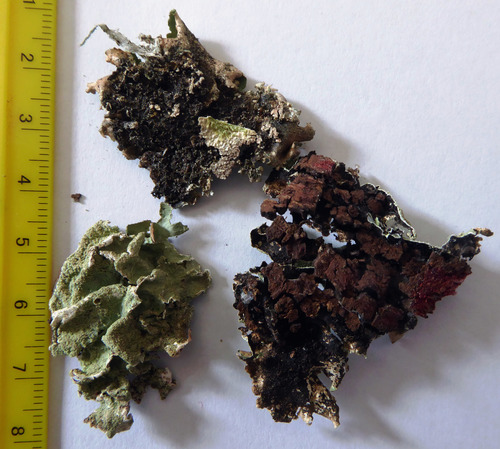 Canomaculina subtinctoria image