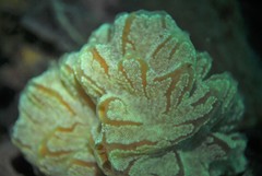 Aplidium opacum