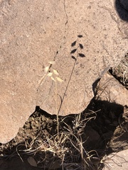 Bouteloua chondrosioides