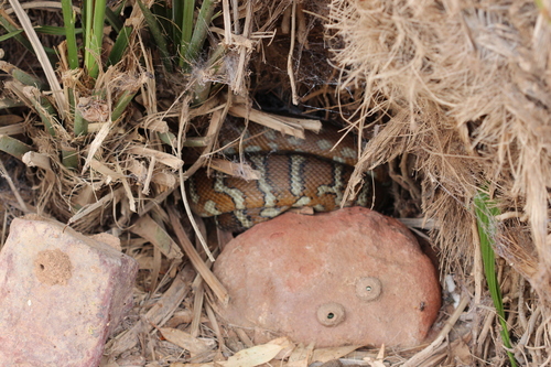 Centralian Carpet Python sighting