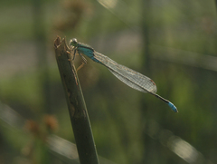Pseudagrion nubicum