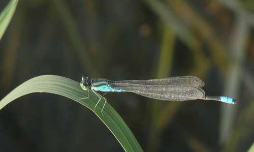 Bluetail Sprite