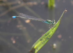 Pseudagrion nubicum