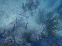 Mycteroperca venenosa