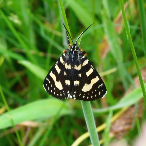 Willow-herb Day-moth