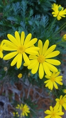 Euryops pectinatus
