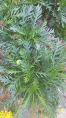 Euryops pectinatus