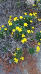 Euryops pectinatus