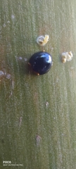 Chilocorus nigritus