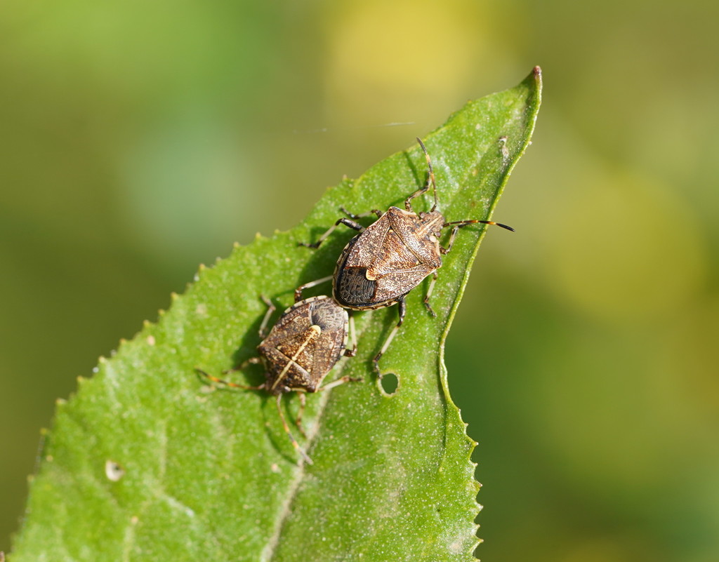 Oncocoris geniculatus