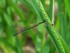 Agriocnemis argentea
