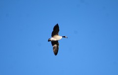 Branta canadensis