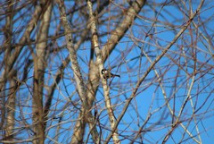 Poecile atricapillus