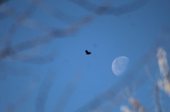 Corvus brachyrhynchos