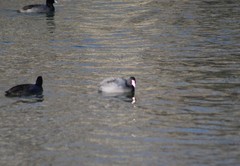 Fulica americana