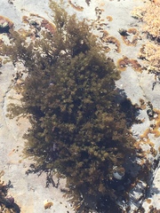 Odonthalia