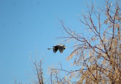Ardea herodias