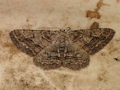 Stenoporpia pulmonaria