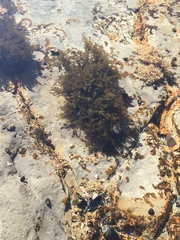 Odonthalia