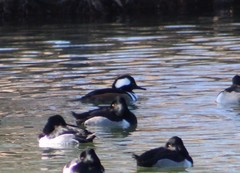Lophodytes cucullatus