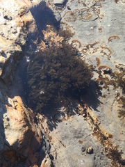 Odonthalia