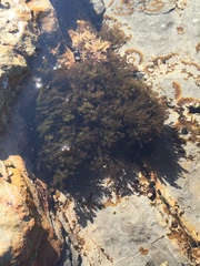 Odonthalia