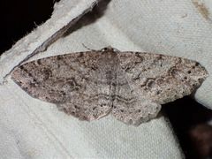 Melanolophia imitata