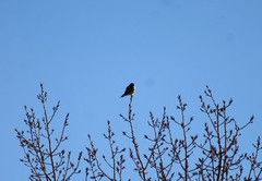 Falco sparverius
