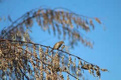 Passer domesticus