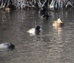 Aythya affinis