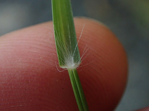Rytidosperma gracile