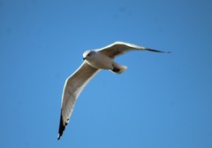 Larus delawarensis